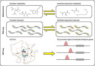 Multi-omics analyses reveal the crosstalk between the circadian clock and the response to herbicide application in Oryza sativa